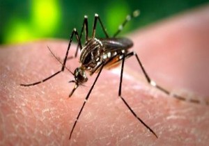 Mutasyona uğratılan sivrisinekler sıtmaya direniyor!