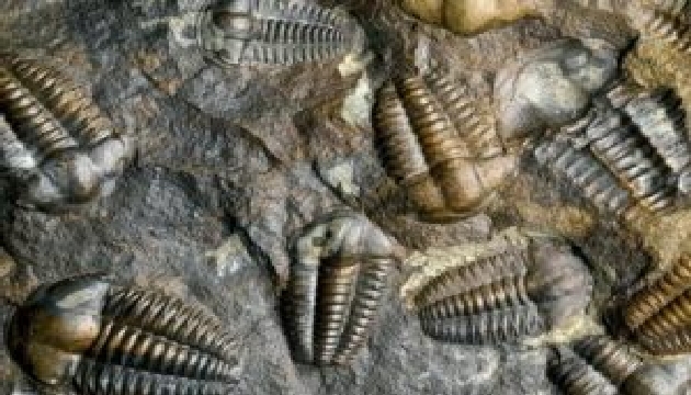 Çin de 535 milyon yıllık larva bulundu