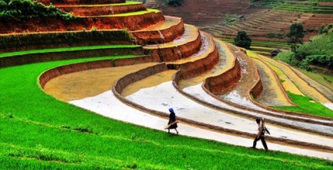 Çin de 8 bin yıllık pirinç tarlası bulundu