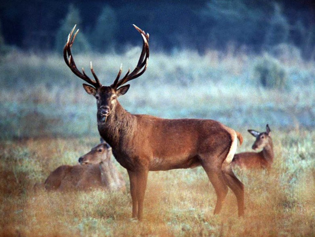 Mahkeme, 18 kızıl geyik avlanması ihalesine  dur  dedi