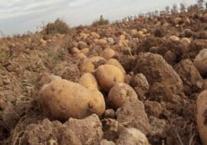 Çiftçiler patatesi tarlada bekletiyor!