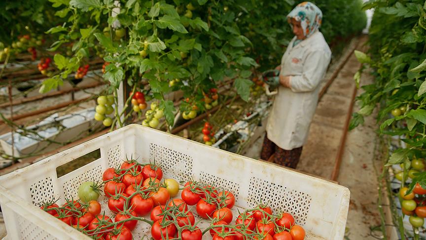 İsrail domatesten vergi almayacak