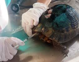 Samsun da kaplumbağaya yardım