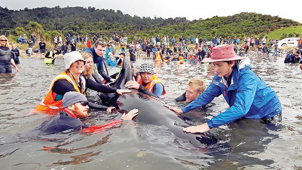 Pilot balinalar kurtarılıyor