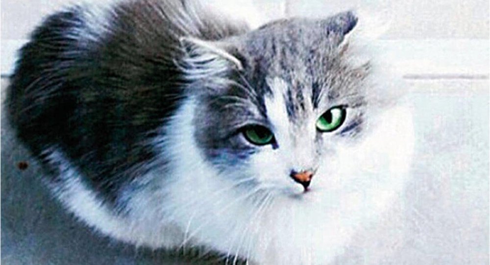 Kedilerle şizofreni gelişimi arasında bağ olduğu tespit edildi
