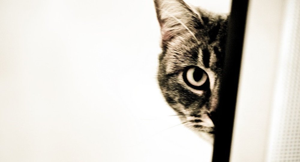 Mekik çeken kedi: Rövanş için vücudunu hazırlıyor