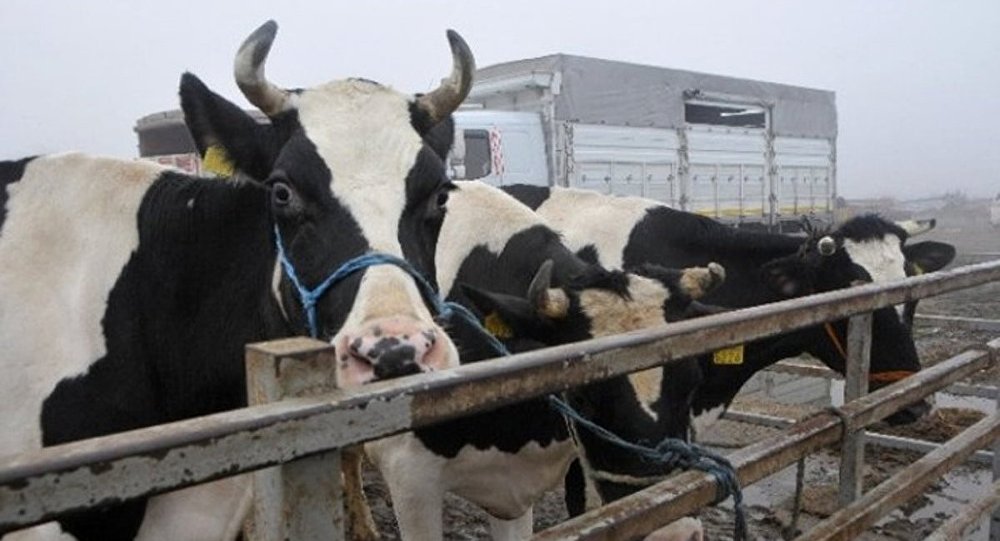 İsviçre de boynuzsuz inek referandumu