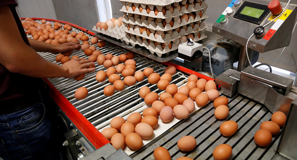 Türkiye den Avrupa ya 6 yıl sonra yumurta ihracatı