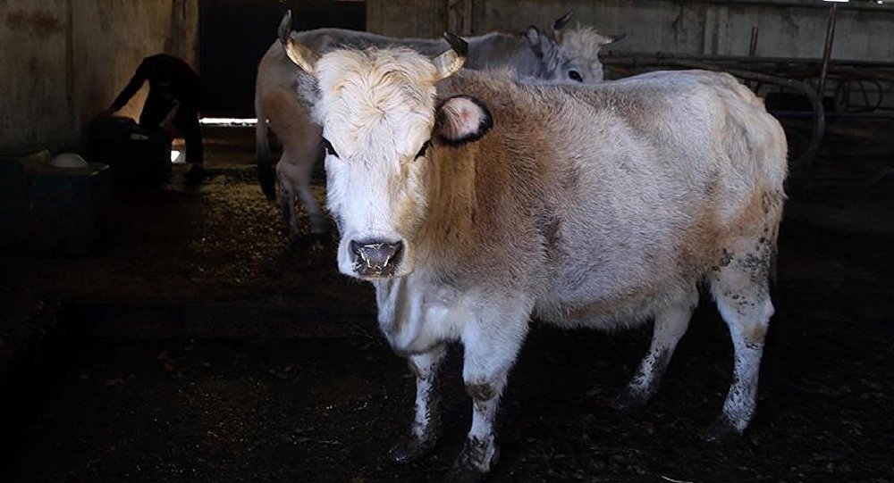 Polonya dan 3 bin hasta sığır eti ithal edilmiş