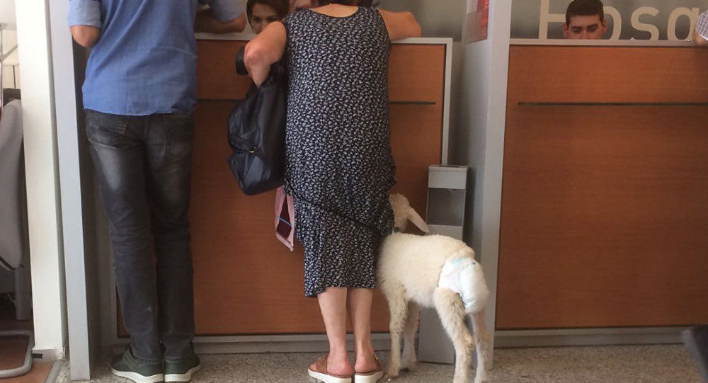 Konya da bir kadın kuzusuna çocuk bezi bağladı, bankaya götürdü