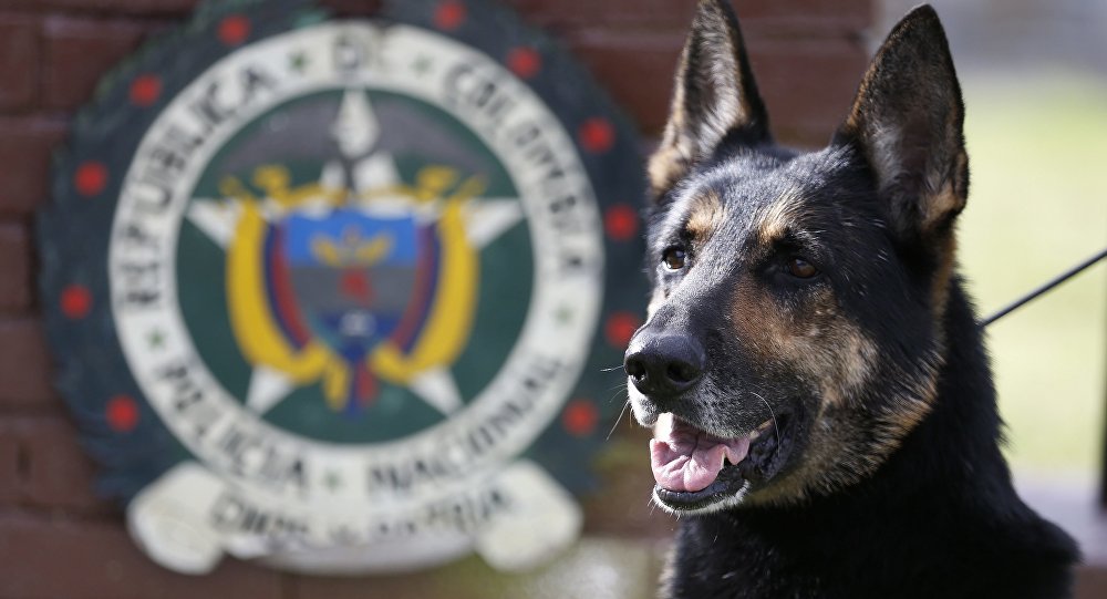 Mafya, uyuşturucu avcısı köpek Pocho yu ölüme mahkum etti