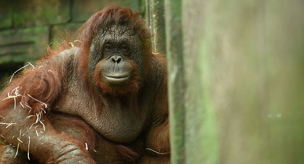 Orangutan, 6 yıl boyunca genelevde çalışmaya zorlandı