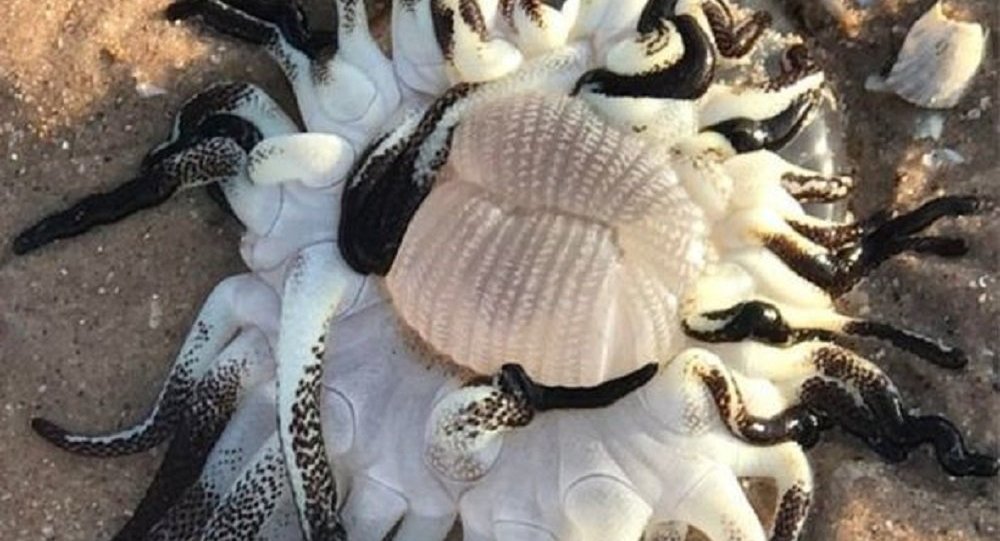 Avustralya da onlarca kolu olan deniz yaratığı bulundu