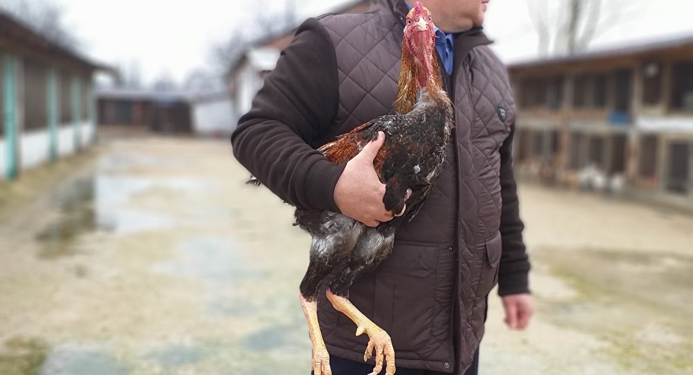 Bursa da boyu 1 metreyi aşan tavuklara sipariş yağıyor