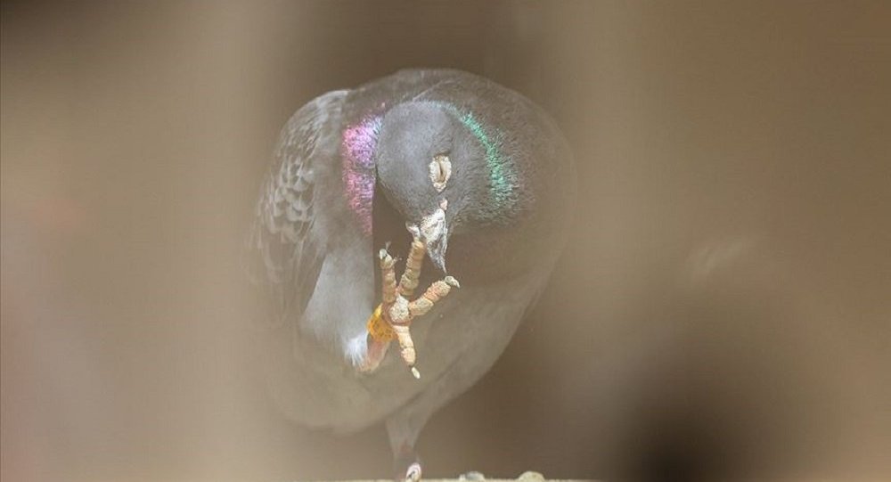 Dünyanın en pahalı güvercini: Armando, 1.25 milyon euro ya satıldı