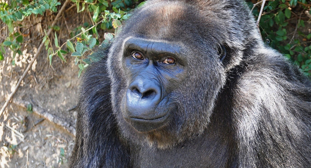 Dünyanın bilinen en yaşlı gorili Trudy, 63 yaşında öldü