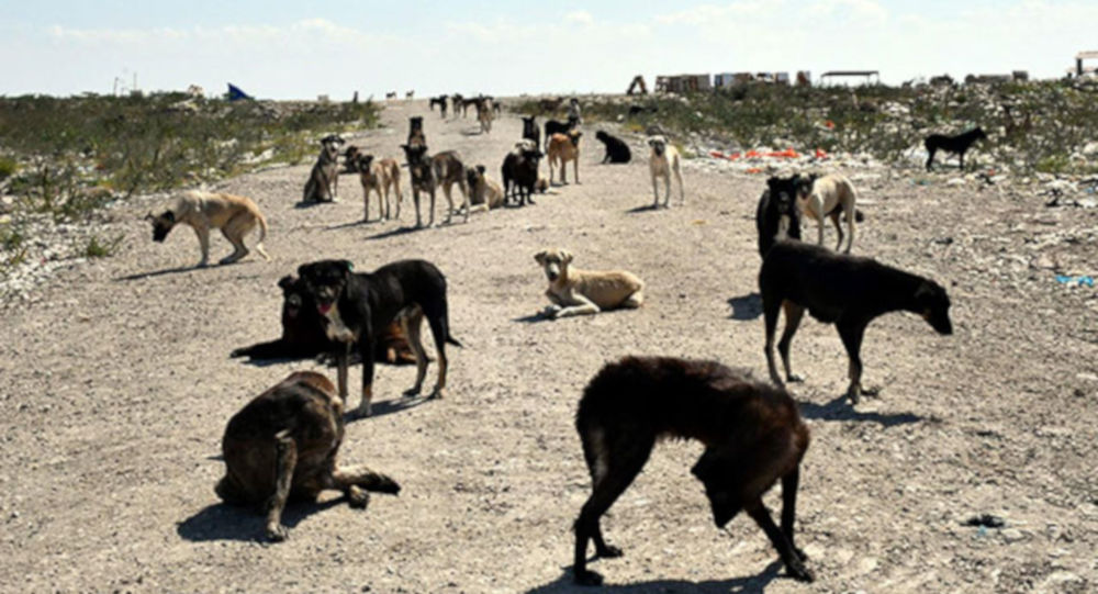  Kırklareli, Lüleburgaz’da 300 köpek kayboldu  iddiası