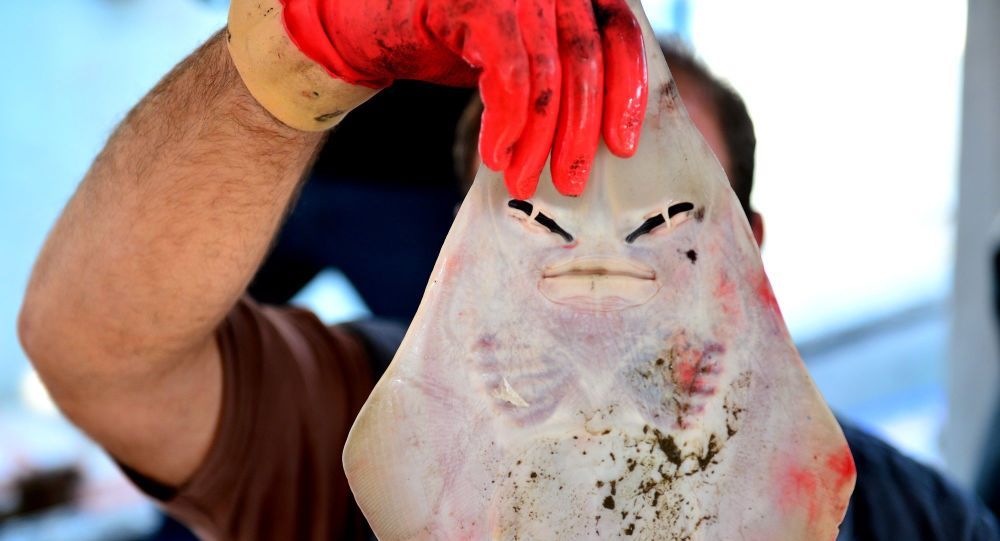 Balıkçıların yeni kâbusu: İnsan yüzlü sapan balığı