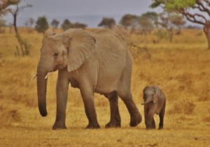 Doğu Afrika da fil nüfusu yok oluyor