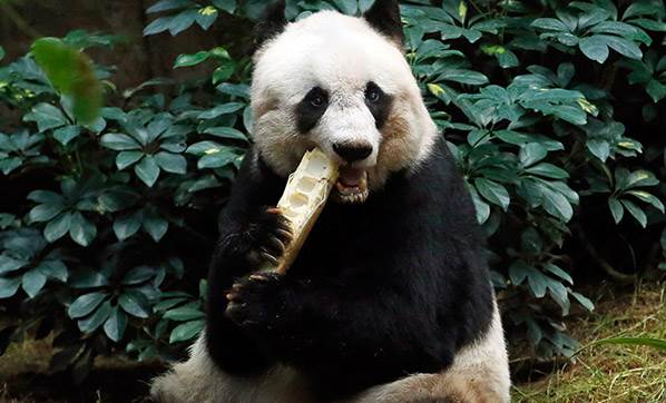 Dünyanın en yaşlı pandası öldü!
