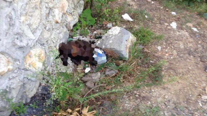 Zonguldak’ta sokak köpeğine işkence