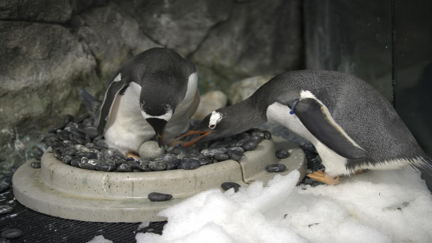 Eşcinsel penguenler bebek sahibi oldu!