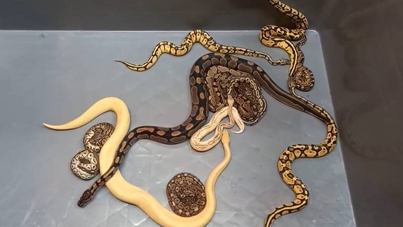 Kapıkule de 28 piton yılanı ele geçirildi