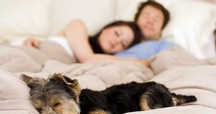 Köpeğinizle uyumanın 7 faydası