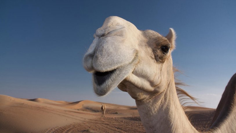 12 deve, botokslu olduğu için güzellik yarışmasından diskalifiye edildi!