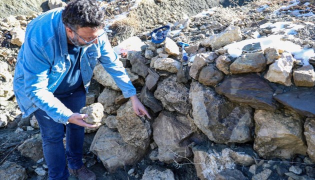 Bingöl'de 50 milyon yıllık deniz canlısı fosili bulundu