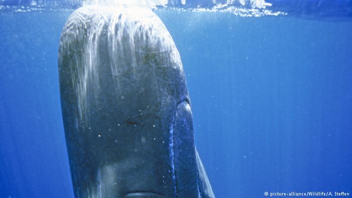 Uyuyan devler: Balinalar nasıl uyur?