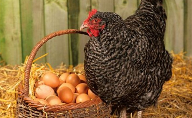 Tavuklar kanser ilacı yumurtluyor!