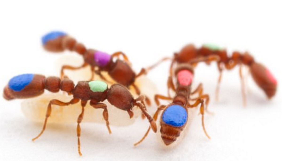 İlk kez mutant karıncalar yaratıldı