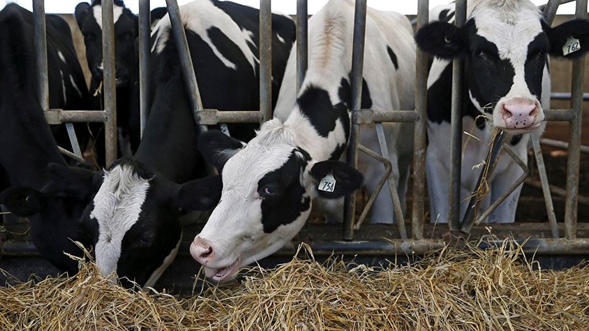 Mozart dinleyen ineklerin süt üretimi arttı