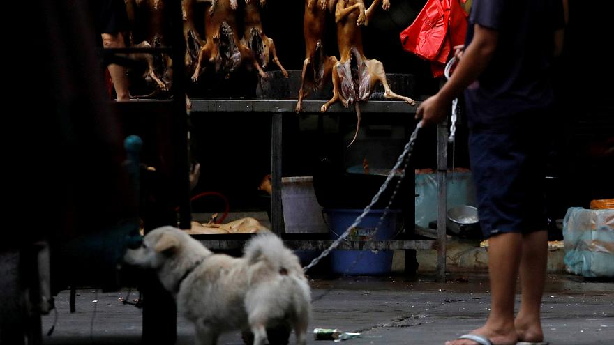 Güney Kore de köpek yemeye son