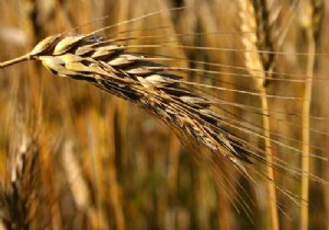 Almanya’da bu yılın tahıl hasadı rekoru kırıldı!