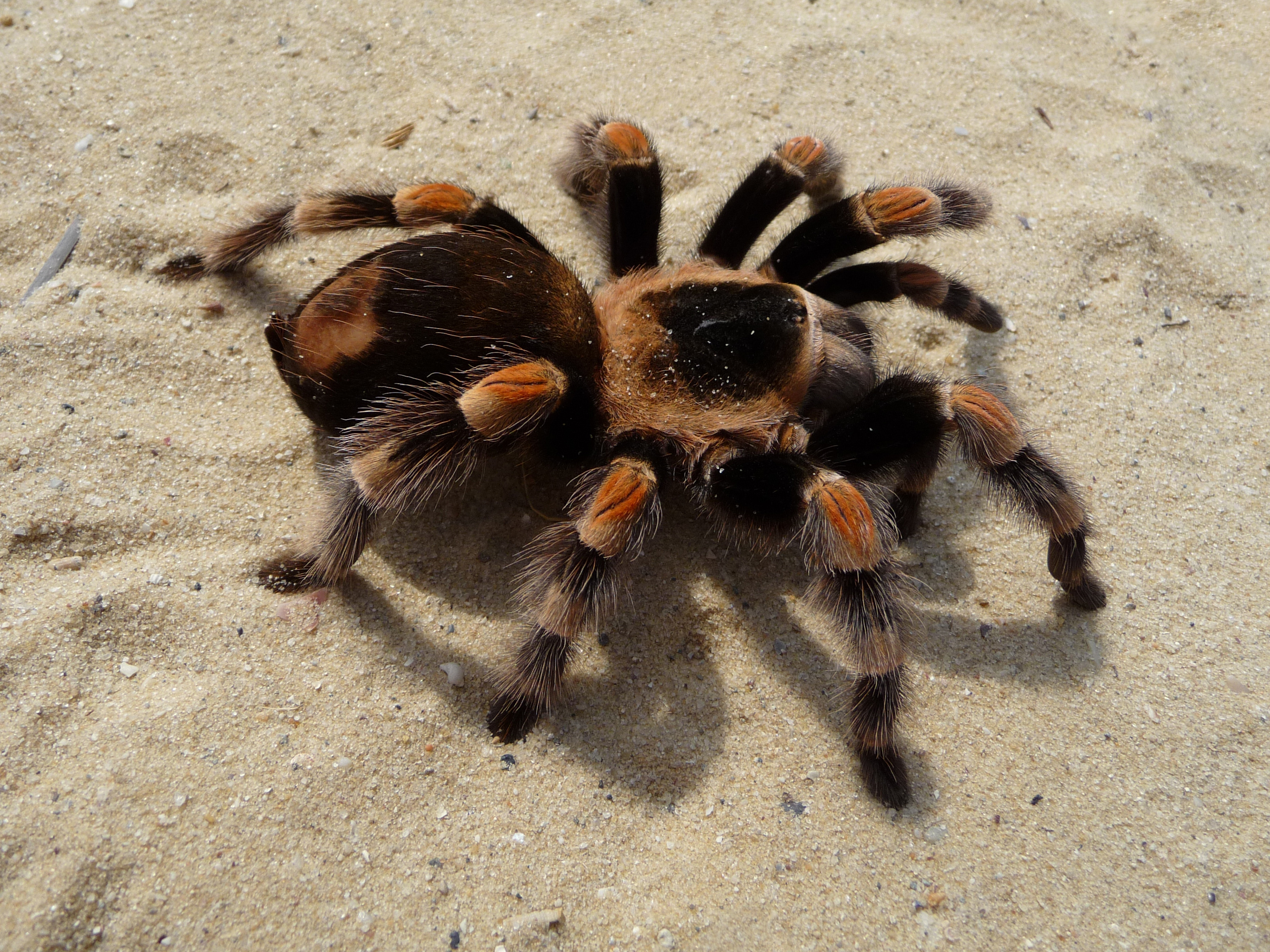 Marmaris e gönderilen kargodan 76 yavru tarantula çıktı