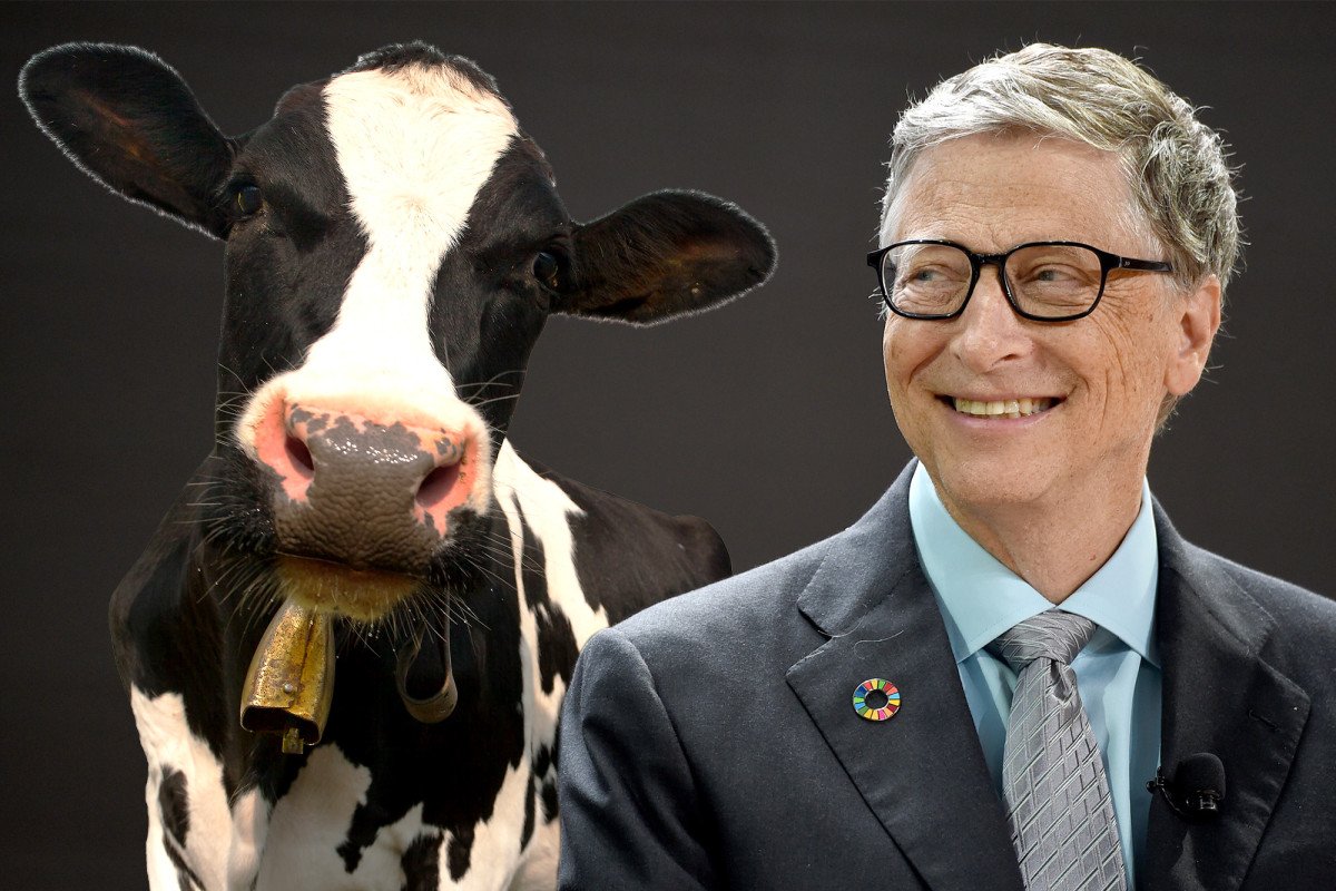 Bill Gates  süper inek  için milyonlarca dolar harcayacak