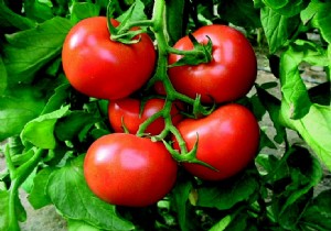  Güveye dirençli domates  geliştirildi