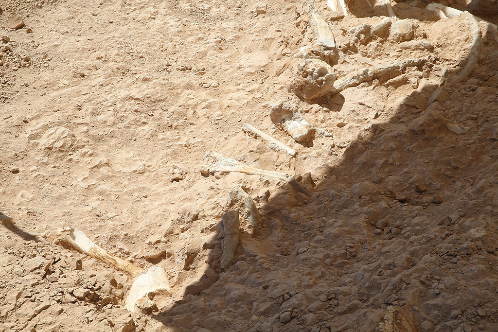 Kayseri deki kazılarda antilop, zürafa, fil ve gergedan fosilleri bulundu
