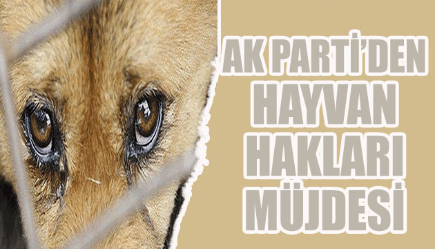 AK Parti den hayvan hakları müjdesi