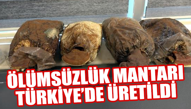 Ölümsüzlük mantarı Türkiye de üretildi