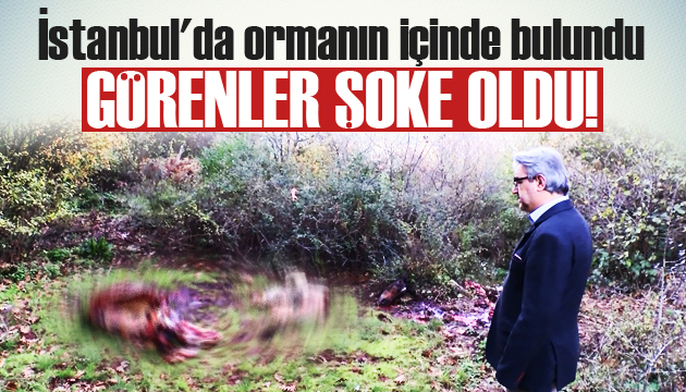 İstanbul da ormanın içinde bulundu! Görenler şoke oldu