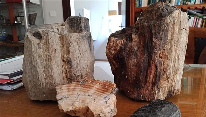 Türkiye deki fosil ağaç kalıntıları 160 milyon yıllık