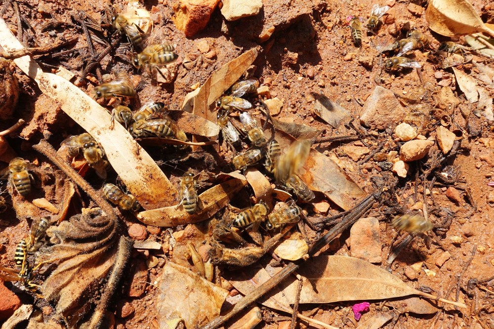 Ekolojik felaket! 50 milyondan fazla arı zehirlendi
