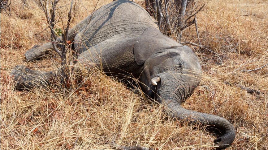 Botsvana da 3 ayda 154 fil ölü bulundu