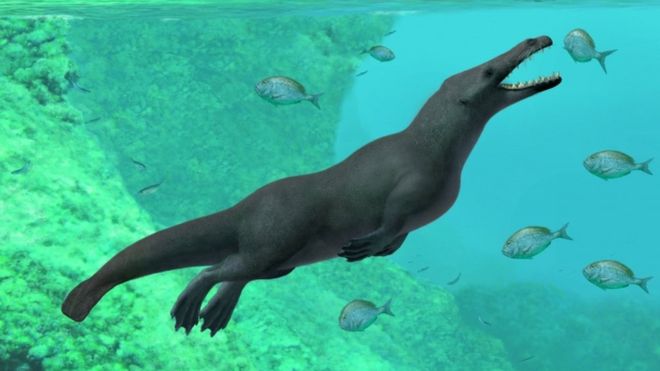 43 milyon yıl öncesine ait dört bacaklı balina fosili bulundu