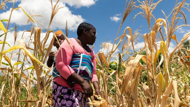 Birleşmiş Milletler: Zimbabve  insan eliyle yaratılan açlığın eşiğinde 