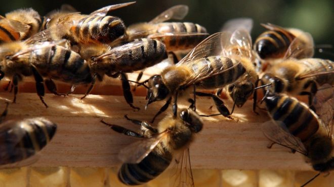 İki çocuk 500 bin arının ölümüne yol açmaktan gözaltında