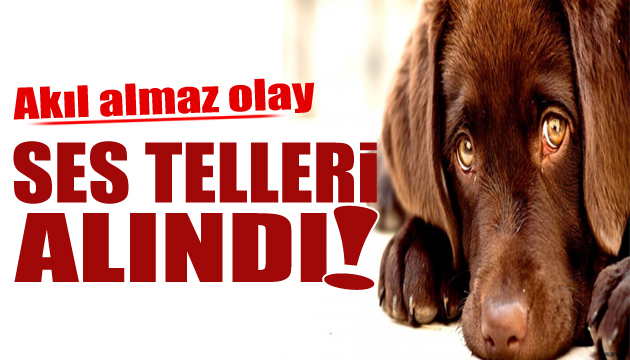 Ankara da akıl almaz olay: Köpeklerin ses telleri alındı iddiası
